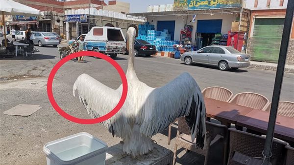 طائر البجع الأبيض