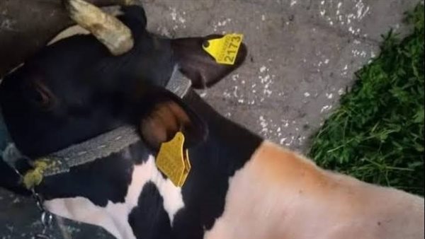 استخراج بطاقات تسجيل