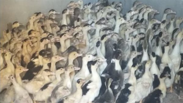 مشروع تربية البط