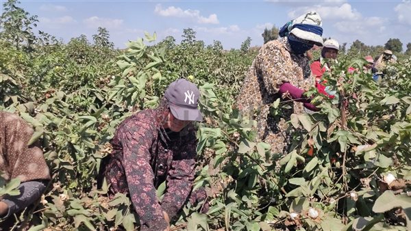 موسم جني القطن بالشرقية
