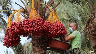 تزامنًا مع بدء موسم الحصاد.. شيخ النخالين يكشف أنواعه وفوائده 