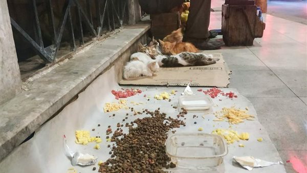 الصورة المتداولة