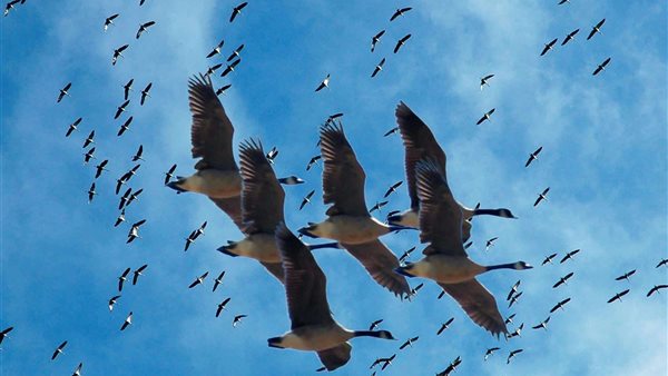 الطيور المهاجرة 