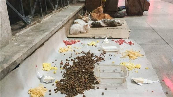 الصورة المتداولة