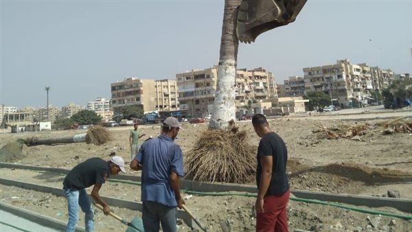 زراعة النخيل ببورسعيد