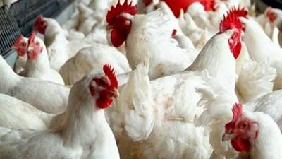 أسعار بورصة الدواجن اليوم الأربعاء 29 -9-2021