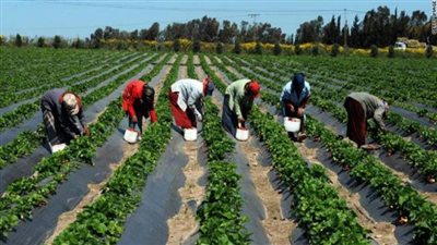 7 معلومات عن مشروع المزارع المصرية النموذجية المشتركة بإفريقيا