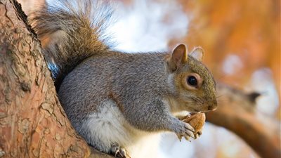 السناجب لها سمات شخصية أبرزها الخجل (دراسة)