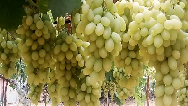 سعر كيلو العنب