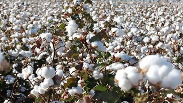 محصول القطن