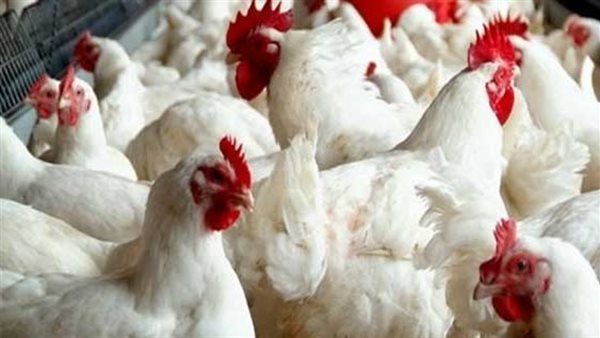 سعر الدواجن بالأسواق