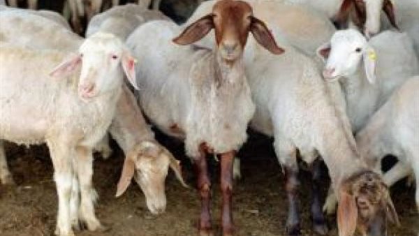 حملة التطعيم ضد المجترات..