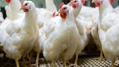 أسعار الدواجن اليوم الخميس 16-9-2021