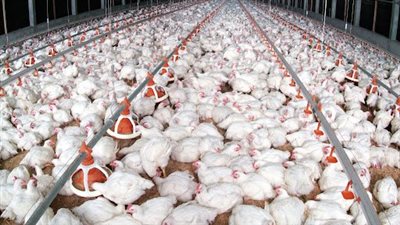 كيلو الفراخ البيضاء بـ 30 جنيهًا.. وتاجر: ارتفاع الأسعار يؤثر على حركة البيع