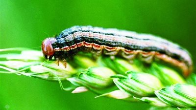 تُهدد 80 نوعًا من المحاصيل الزراعية.. نقابة الفلاحين تُحذر من دودة الحشد