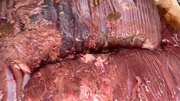 لحوم منتهية الصلاحية