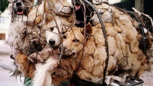 كلاب أرشيفية 