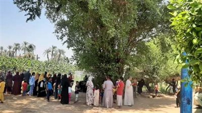 شجرة الشيخ نصر الدين بقنا.. تنزف دمًا كل جمعة وتزورها النساء أملًا في الإنجاب