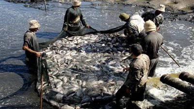 الثروة السمكية: 400 ألف طن ارتفاعًا في إنتاج المصايد الطبيعية