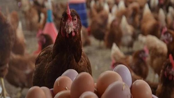 أسعار الدواجن اليوم