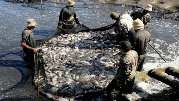 الثروة السمكية