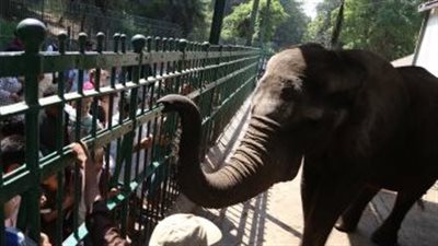 زحام وتكدس.. جولة في حديقة الحيوان بالجيزة بالعطلة الأسبوعية