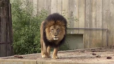  أسود ونمور أصيبت بفيروس كورونا تتعافى بحديقة حيوانات واشنطن