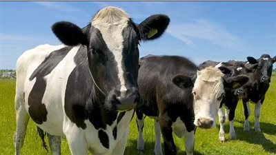 رئيس الخدمات البيطرية يفجر مفاجأة بشأن نتيجة تحليل جنون البقر بالبرازيل