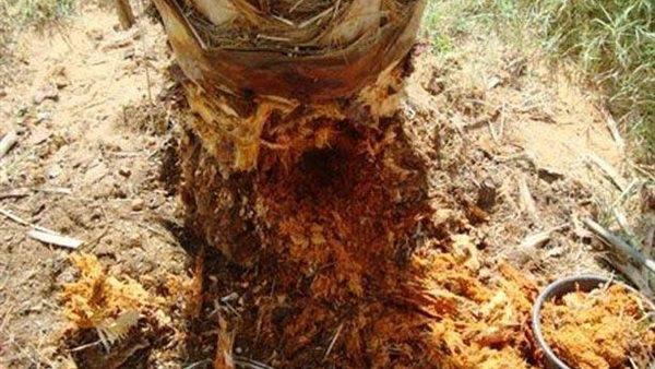 سوسة النخيل