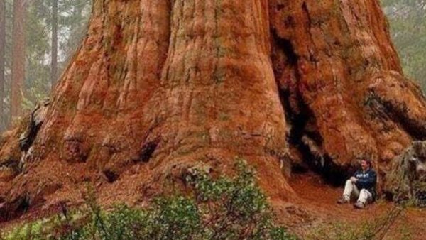 أكبر شجرة في العالم