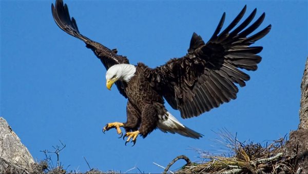 طائر النسر - أرشيفية