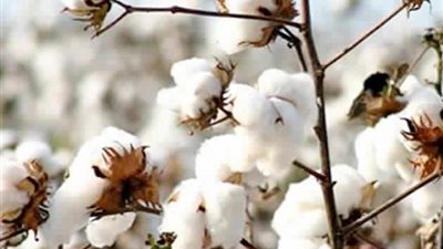 سعر القنطار 4000 جنيه.. نقيب الفلاحين: طفرة القطن تمثل ضربة حظ للمُزارعين