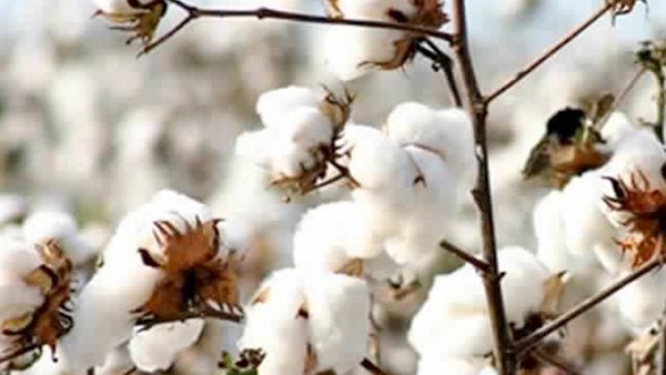 صور تعبيرية