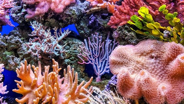 الشعب المرجانية 