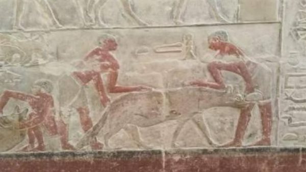 منظر تغذية الضباع