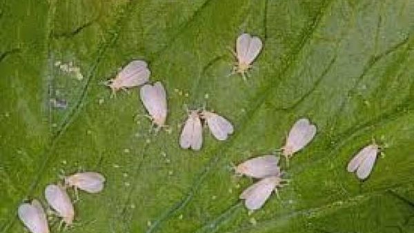 الذبابة البيضاء