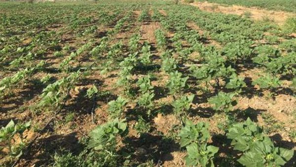 صورة تعبيرية