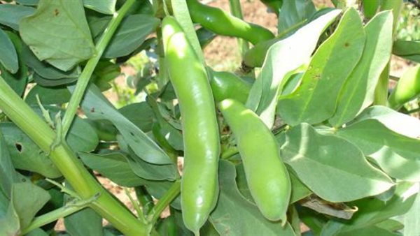 زراعة الفول البلدي