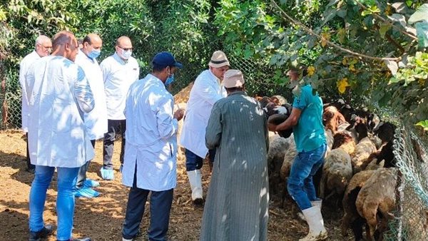 تحصين الأغنام ضد