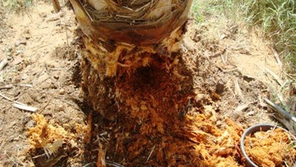 سوسة النخيل