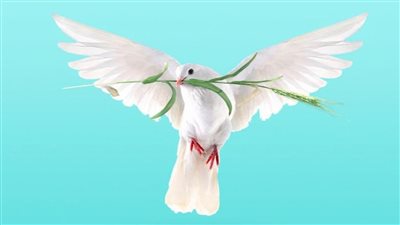 وقف العنف وإطلاق النار.. العالم يحتفل باليوم الدولي لـ السلام