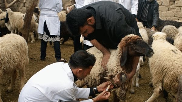 تطعيم الماعز بكفر