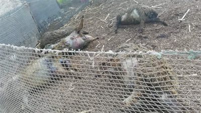 قضت على مصدر رزقنا.. شكوى ضد مزرعة كلاب غير مرخصة تهدد الأغنام بالدقهلية