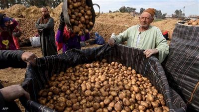 الكيلو بـ 7 جنيهات.. نقيب الفلاحين يكشف سر جنون البطاطس