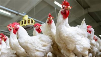 الفراخ البيضاء بـ31 جنيهًا والبلدية بـ45.. ارتفاع بأسعار الطيور اليوم بالأسواق