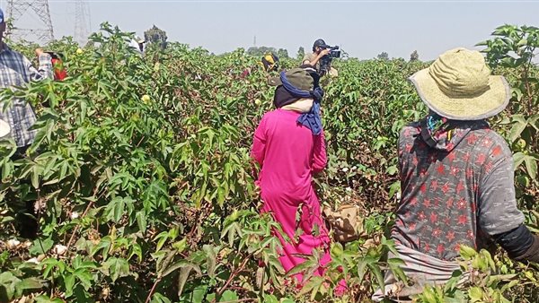 بدء جني الأقطان صنف