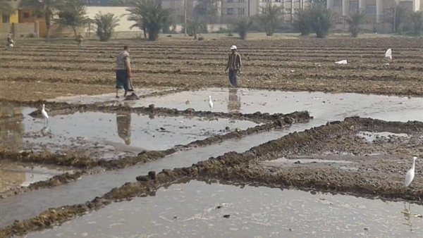 الري بالغمر