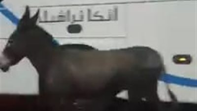 ظهور الحمير الضالة وسط الأفواج السياحية بالغردقة.. ورئيس المدينة: سنرحلها خارج المحافظة| صور