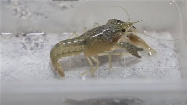 الإستاكوزا