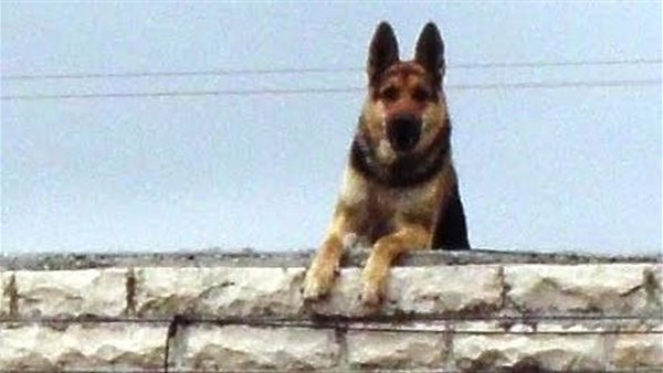 كلب - أرشيفية 